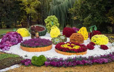 Лучшие фото цветов и растений в саду, на даче