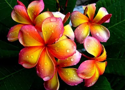 Фотографии красивых цветов | Пикабу