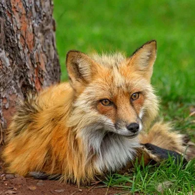 dark red fox | Animals, Animals beautiful, Nature animals