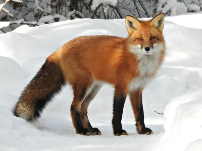 Red Fox Portrait | Edward Aldrich | Durango | Sorrel Sky Gallery