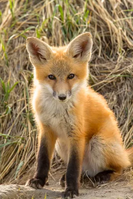 Human-Driven Speciation: Did We Cause the Red Fox to Evolve Itself? |  Earth.Org