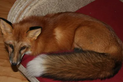 Red Fox | Wild Kratts Wiki | Fandom