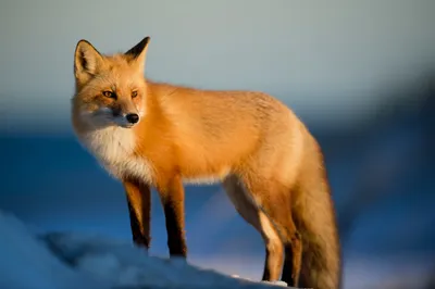 Video shows the first red fox known to fish for food