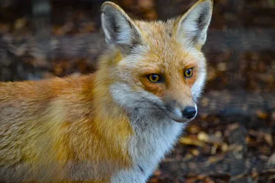 Pet Red Fox Care Guide - Exotic Pet Wonderland