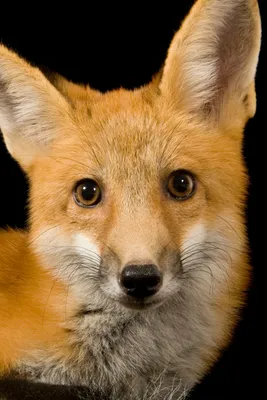 Juvenile red fox hi-res stock photography and images - Alamy