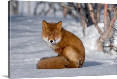 Red Fox (Vulpes vulpes) · iNaturalist