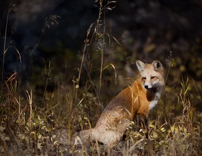 Red Fox | National Geographic