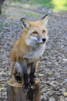 Adopt a Red Fox | Symbolic Adoptions from WWF