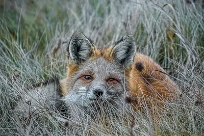 A cute anthro baby red fox with large eyes, close up portrait, realistic  illustation on Craiyon