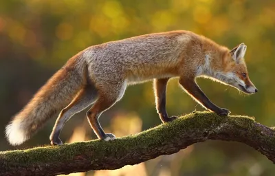 Photo Facts: Whiskers, the Rocky Mountain Red Fox | ES Wildlife Photo Images