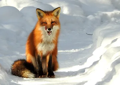 Red Fox/Coyote – Delaware Council of Wildlife