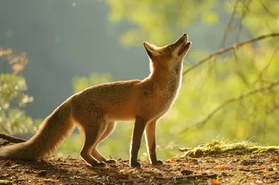 Red Fox - Isle Royale National Park (U.S. National Park Service)