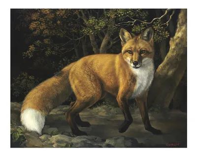 Hinterland Who's Who - Red Fox