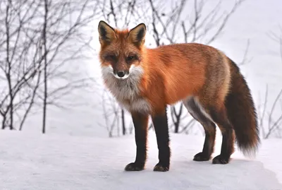 All about the Red Fox - Welcome Wildlife