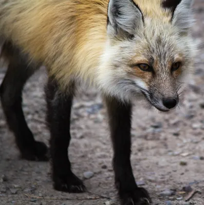 Wild Paws Sanctuary | Red Fox