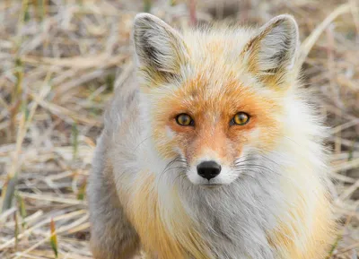 Red Fox or Gray Fox? – Partridge, Pine, and Peavey