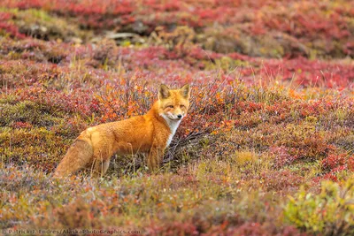 Why the Red Fox May be the Most Resourceful Predator 🦊 Carpathian  Predators | Smithsonian Channel - YouTube