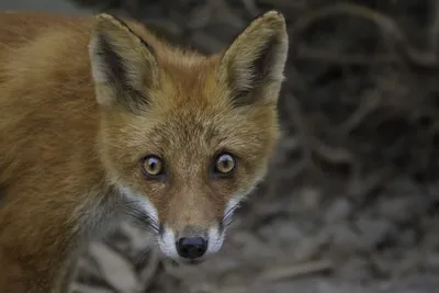 File:Alaska Red Fox (Vulpes vulpes).jpg - Wikimedia Commons