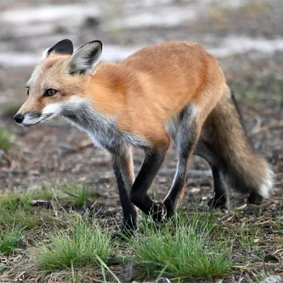 Red fox photos and natural history information.