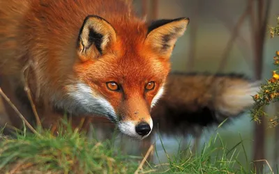 American red fox - Wikipedia