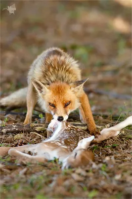 Ezo red fox (Vulpes vulpes schrencki) — Wildenatur.com