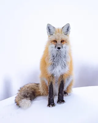 Red foxes are a bit of dog, a bit of cat, and pounce on prey in a way  that's unique among mammals - Cambridge Day