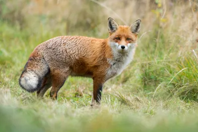 Red Foxes - Red Fox Photos in every way imaginable