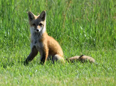 Critter of the Month: Red Fox | Mississippi State University Extension  Service