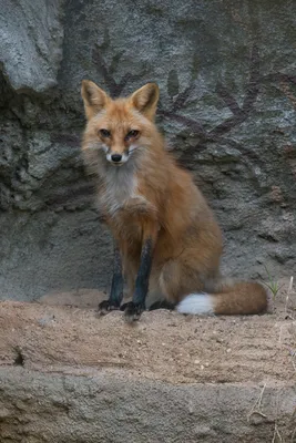 Winter Red Fox - Jeff Bernhard Photography