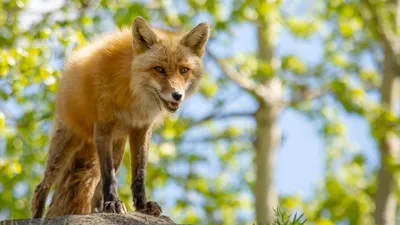 Red Fox