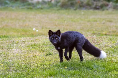 Red Fox | Little Rock Zoo