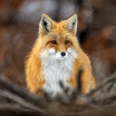 Adirondack red Fox | Visit Sacandaga