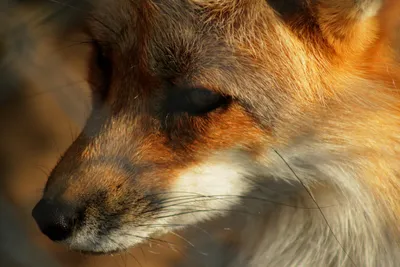 Red Fox: Nature's Rodent Control - - The Adirondack Almanack