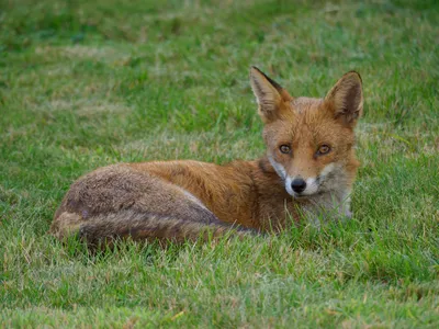 Red Fox in 360 Video - Yukon Wildlife Preserve