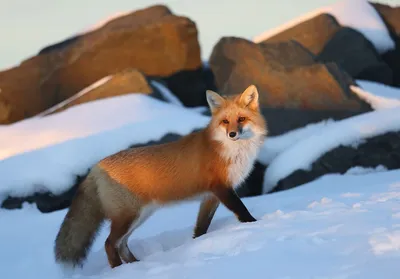 How foxes stay warm even in Michigan winters