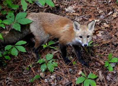 Red Fox — Wildlife Science Center