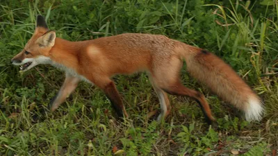 Wildlife Aid Foundation | Red fox (Vulpes vulpes)