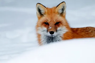 Animal Facts: Red fox | Canadian Geographic