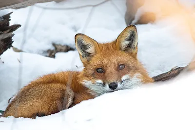 Virginia Living Museum Introduces Two Red Fox Kits | Virginia Living Museum