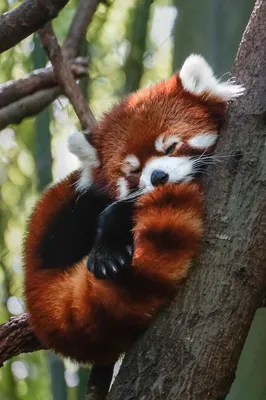 Red foxes are a bit of dog, a bit of cat, and pounce on prey in a way  that's unique among mammals - Cambridge Day