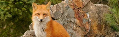 Red Fox - Potawatomi Zoo