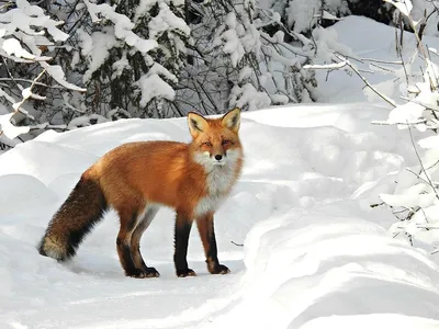 Breathtaking Cute Wild Red Fox Snow Ultra HD Photograph by Astonishing Arts  - Pixels