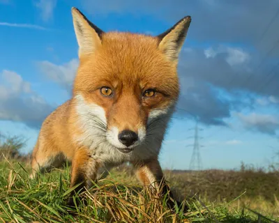 red fox | Virginia DWR