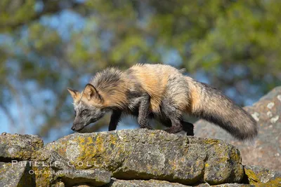 Red Fox - WNC Nature Center