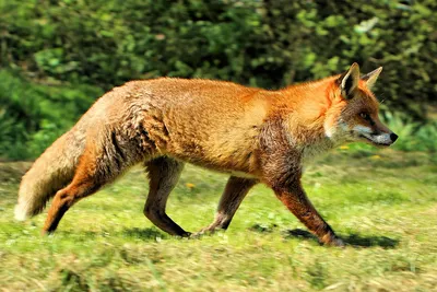 Red Fox (Vulpes vulpes) | Minnesota Mammals | UMN Duluth