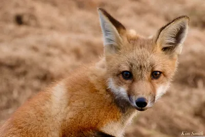 How to See a Red Fox in Winter