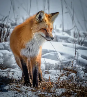 Red Fox – Wildlife Illinois