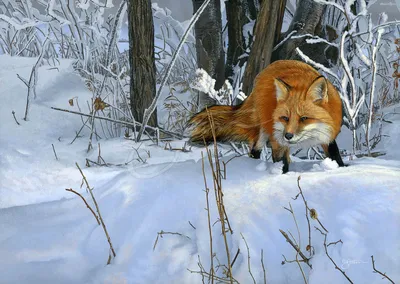 Red Fox Vulpes Vulpes Standing On by Darrell Gulin