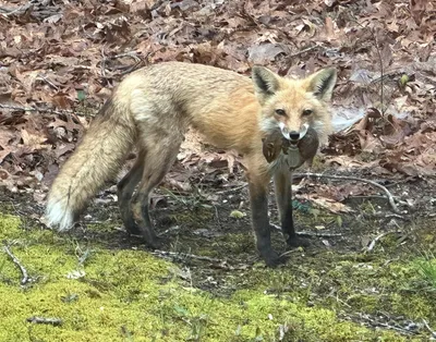 Red fox, Vulpes vulpes, #15957, Natural History Photography