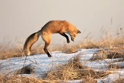 Stepping up to protect Sierra Nevada red fox, other wildlife from motorized  winter travel - WildEarth Guardians